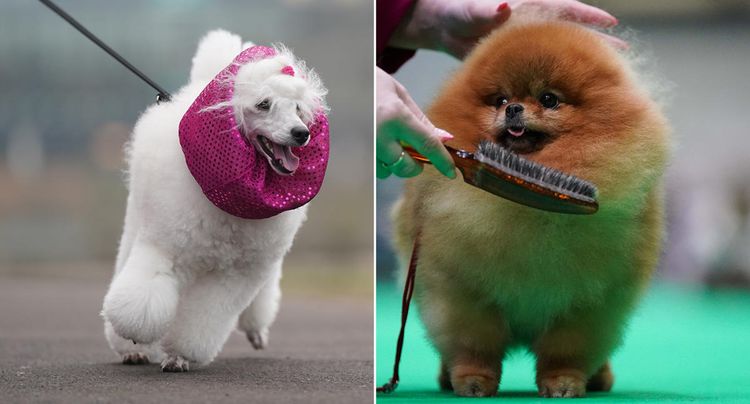 Crufts 2024