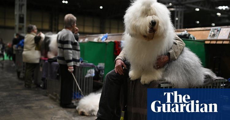 Crufts 2024