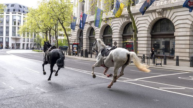 Horses loose in London