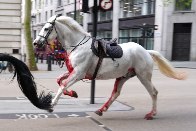 Horses loose in London