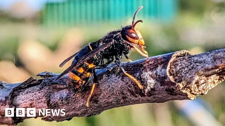 Asian hornet