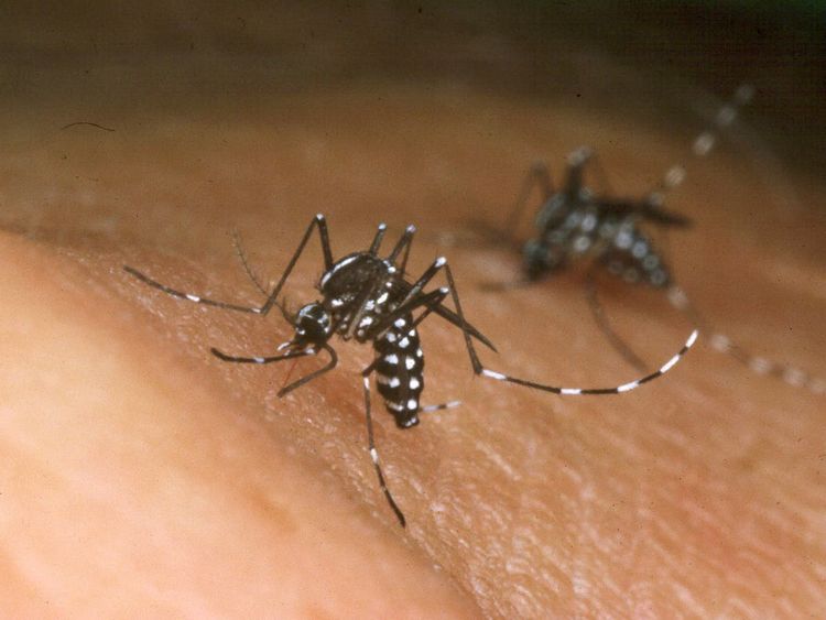 Tiger mosquitoes