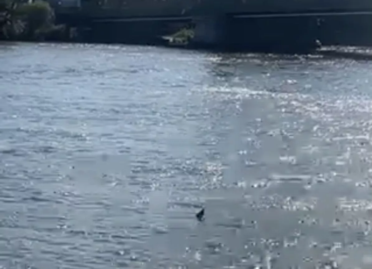 River Thames sharks