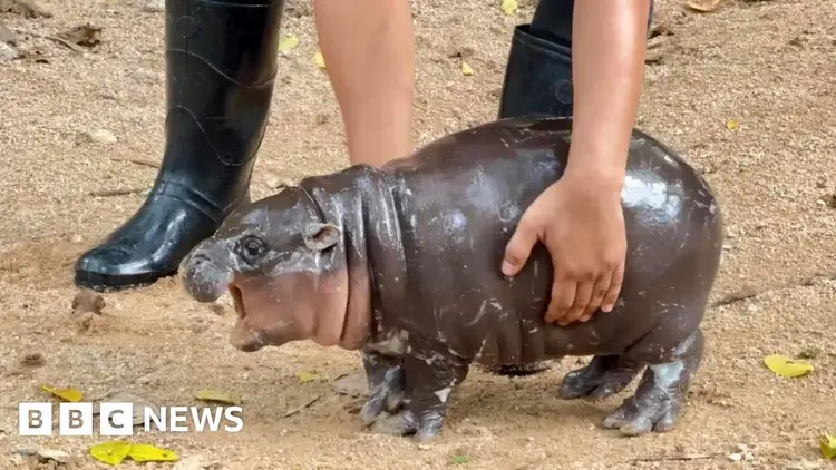 Baby pygmy hippo