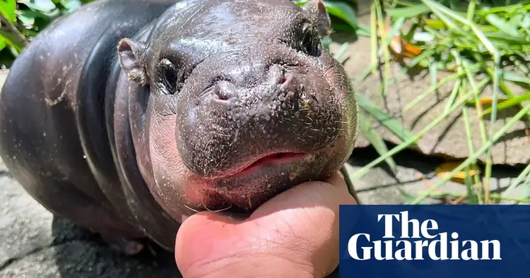 Baby pygmy hippo