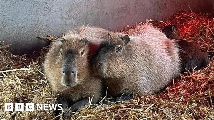 Capybara