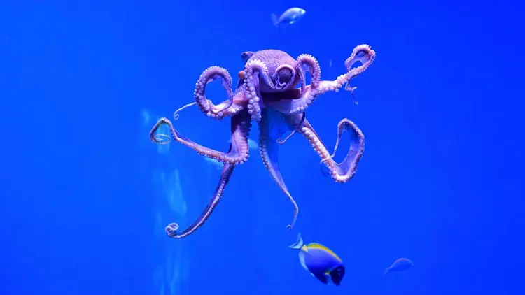 Octopus