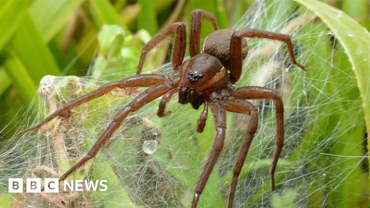 Chester Zoo releases giant spiders