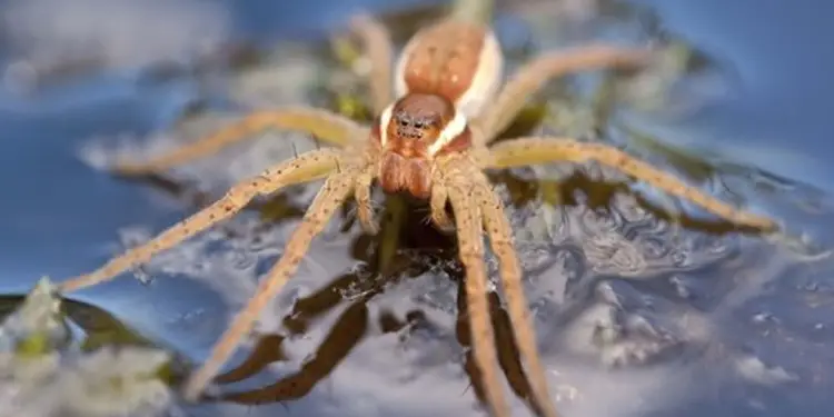 Chester Zoo releases giant spiders