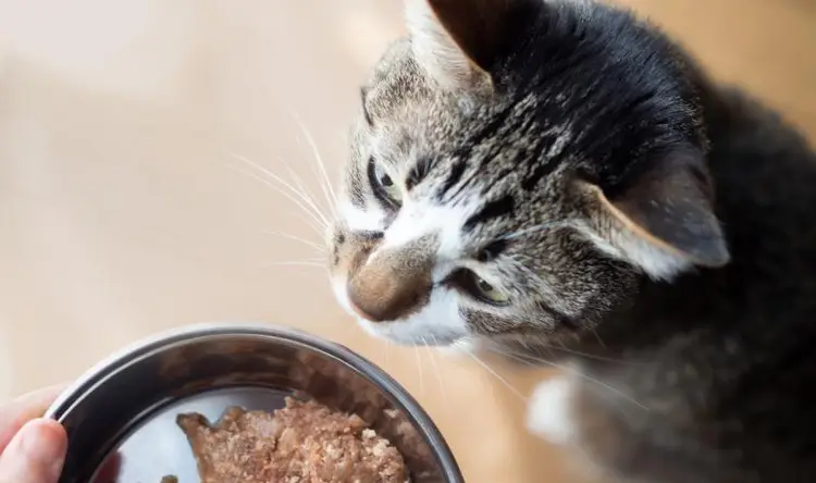 Cat food recall bird flu