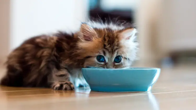 Cat food recall bird flu